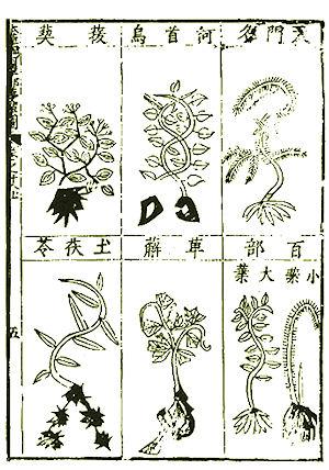 Traditional Chinese Medicine