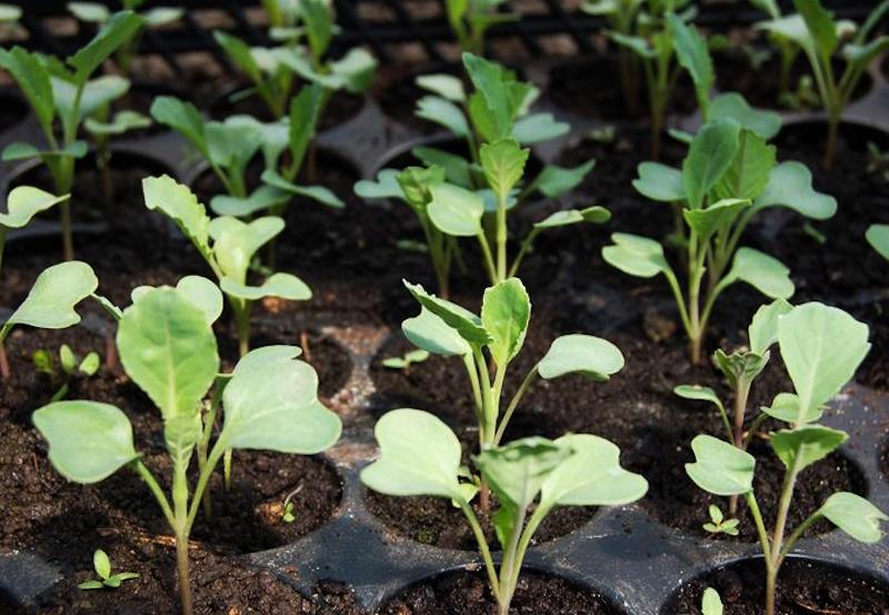 cabbage seedlings