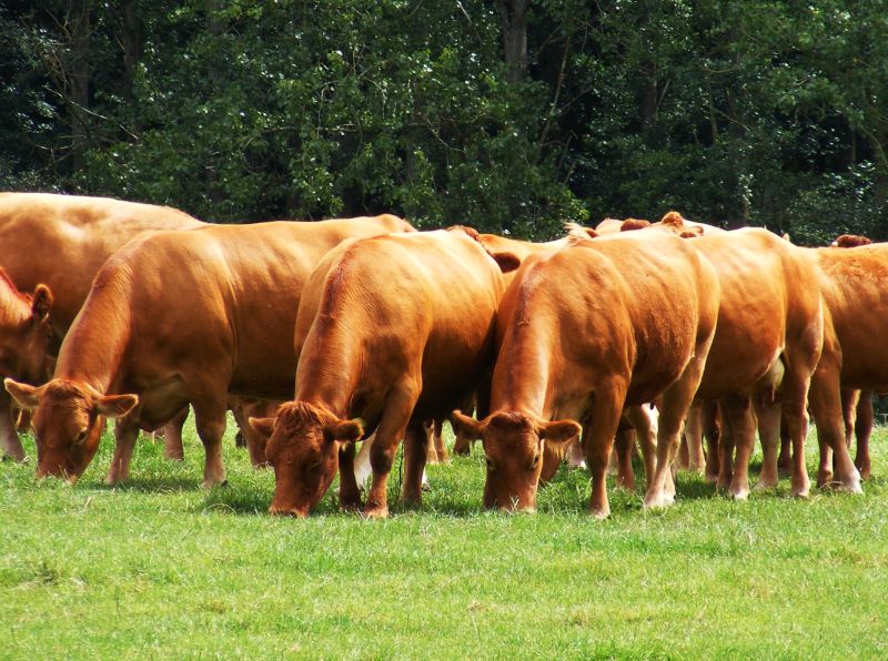 cows, farm