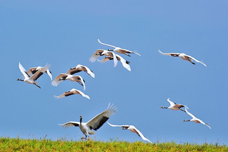 Heilongjiang, bird, wildlife