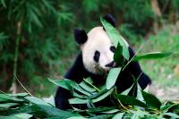 Panda,Giant Panda,Sichuan,Chengdu