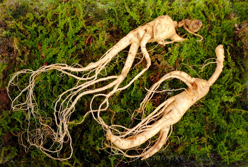 ginseng, TCM, food, ginseng