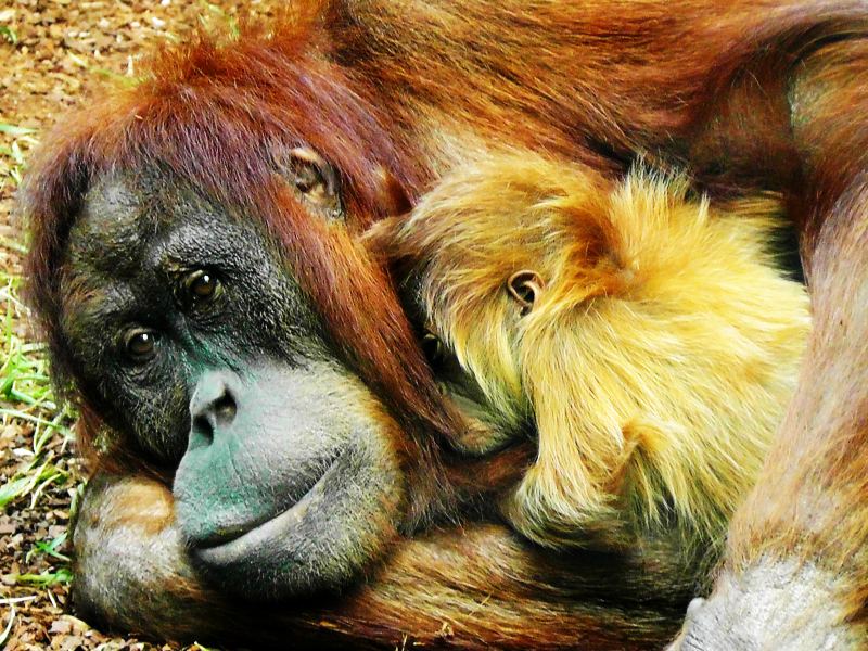 Orangutan