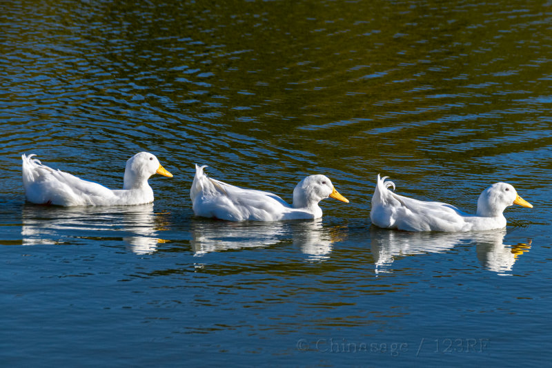 duck, food, agriculture