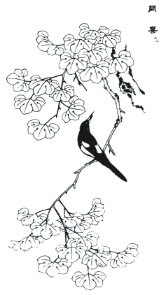 wood oil tree, magpie