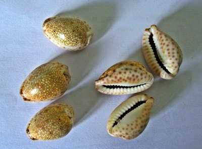 cowrie