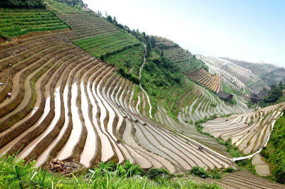 Growing rice in China