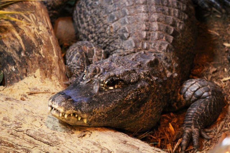 chinese wildlife, chinese alligator, Alligator sinensis