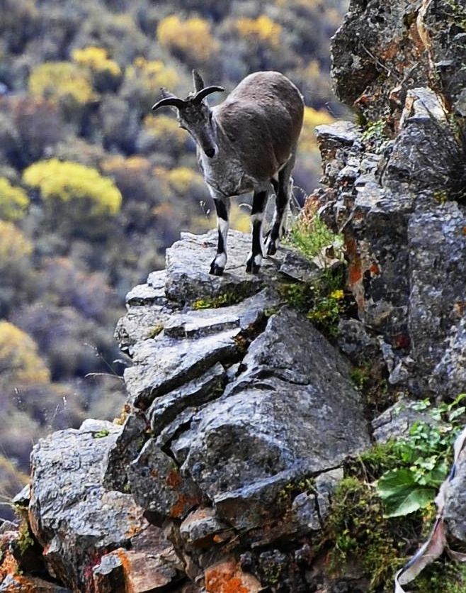 chinese wildlife, blue sheep