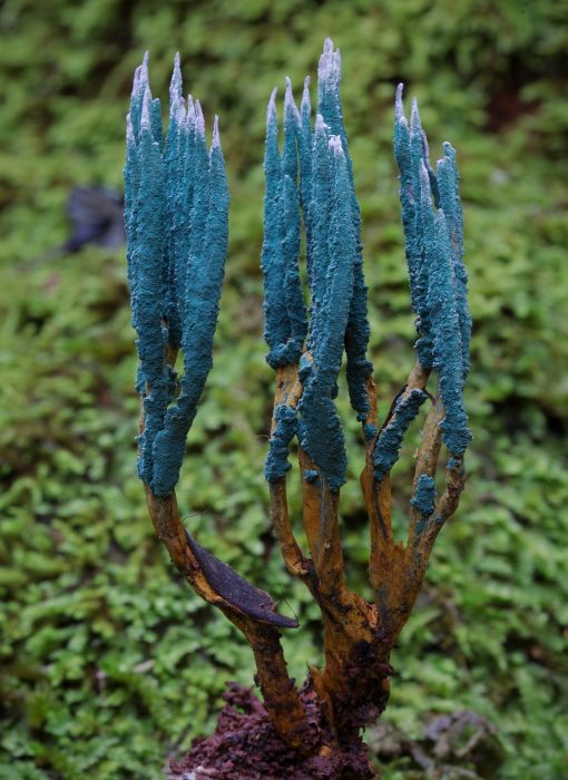 chinese wildlife, Ophiocordyceps jiangxiensi