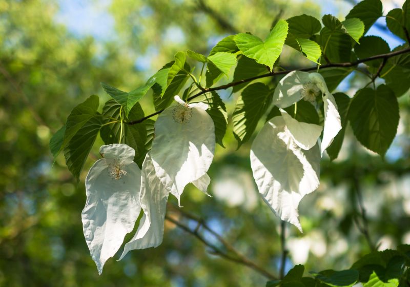 chinese wildlife, handkerchief tree, Davidia involucrata