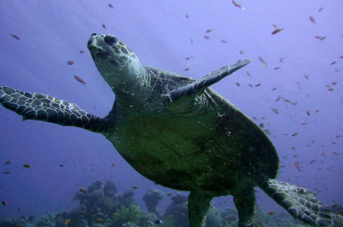 chinese wildlife, hawskbill turtle