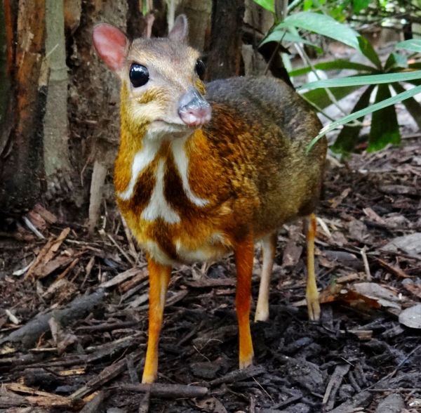 chinese wildlife, Mouse deer, Tragulus kanchil