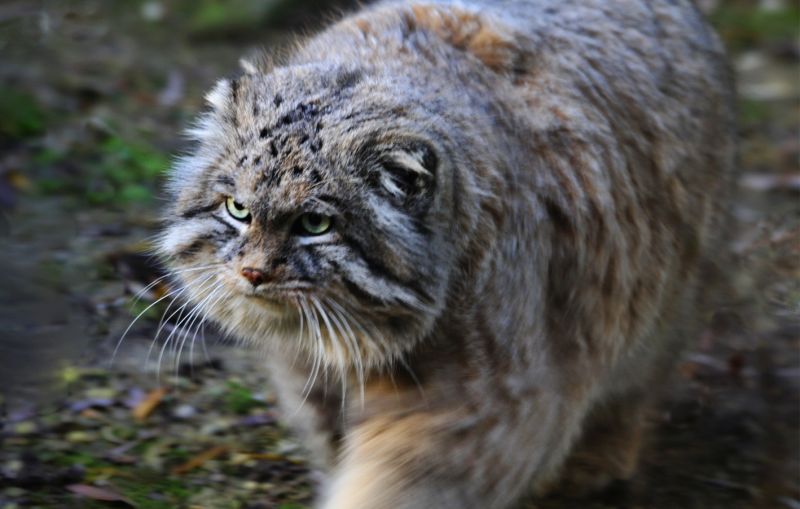 chinese wildlife,  Pallas's Cat,  Manul, Otocolobus manul