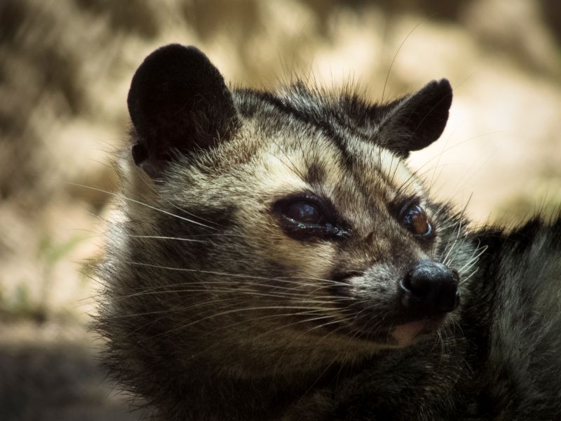 Palm Civet