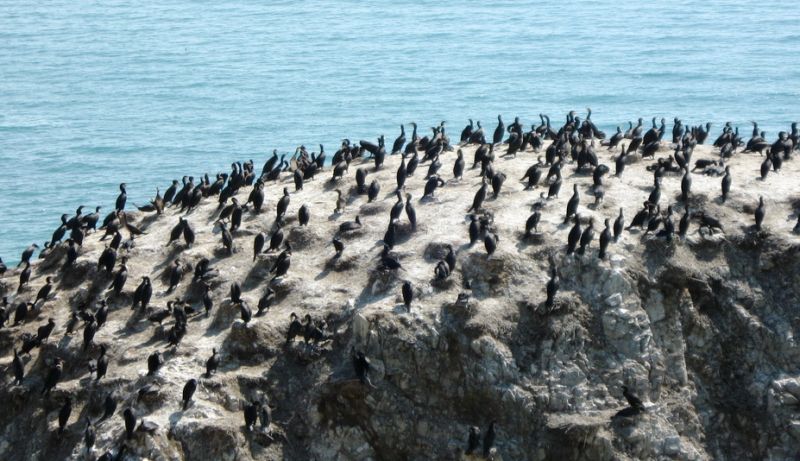 QinghaiLake,  Bird island,  birds