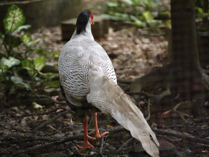 chinese wildlife,  silver pheasant,  Lophura nycthemera