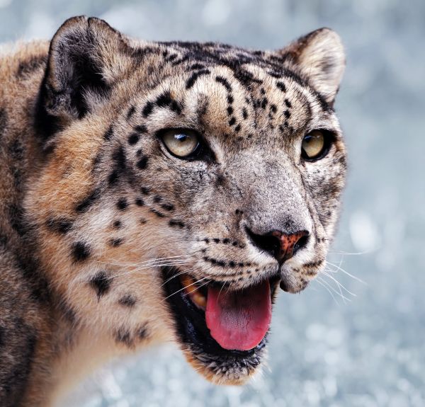 snow leopard, chinese wildlife