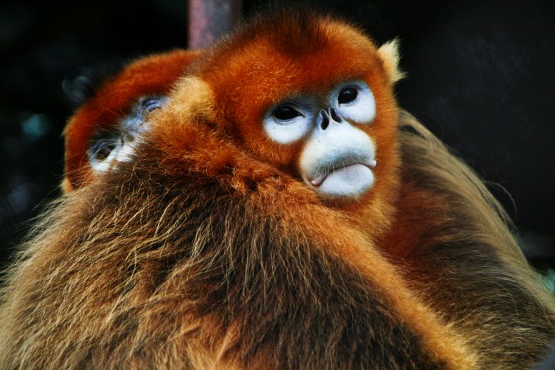 chinese wildlife, snub-nosed monkey, Rhinopithecus roxellana