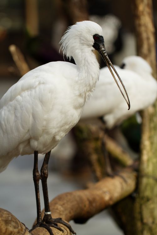 chinese wildlife,  Black-faced Spoonbill,  Platalea minor